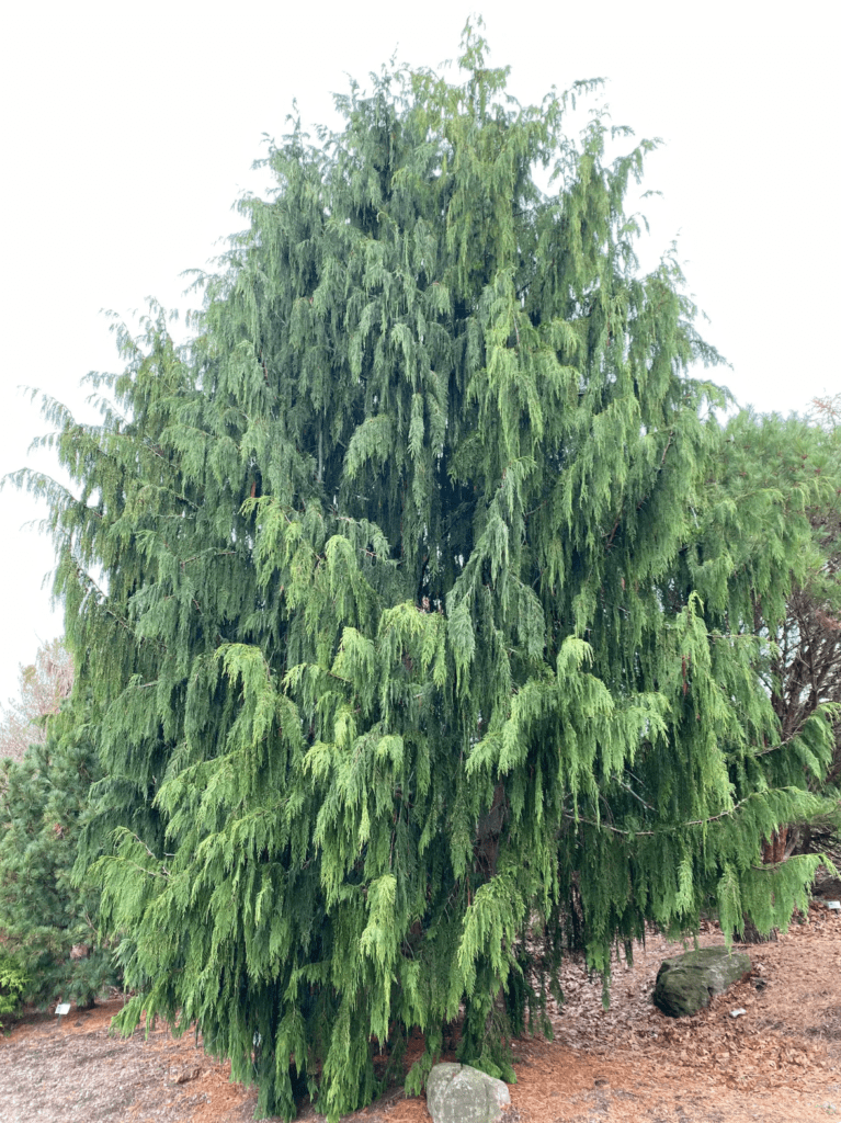 Chamaecyparis Glauca Pendula Hot Sex Picture