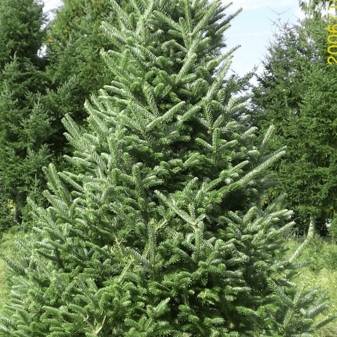 Abies fraseri ‘Fraser Fir’ (Size 67′)