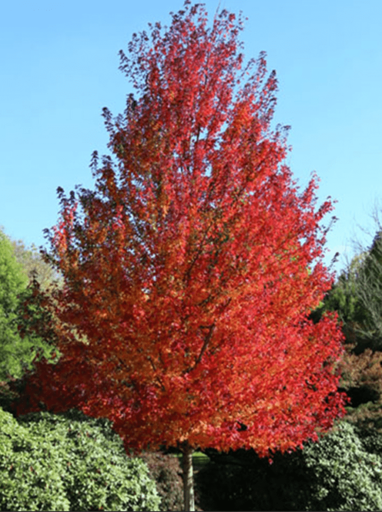 Acer Rubrum Red Maple ‘Redpointe’ (Caliper: 3.5-4″)