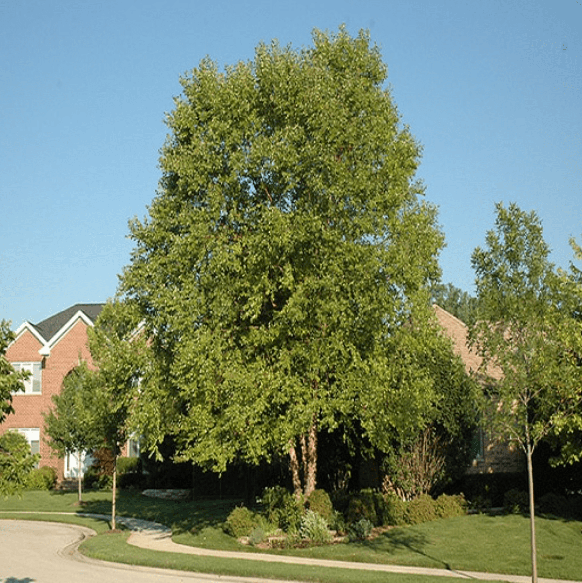 Betula Nigra River Birch ‘Heritage’ (Caliper: 3-3.5″)