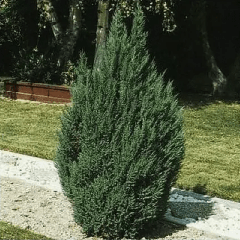 Juniperus chinensis ‘Blue Point’ (Size 56′)