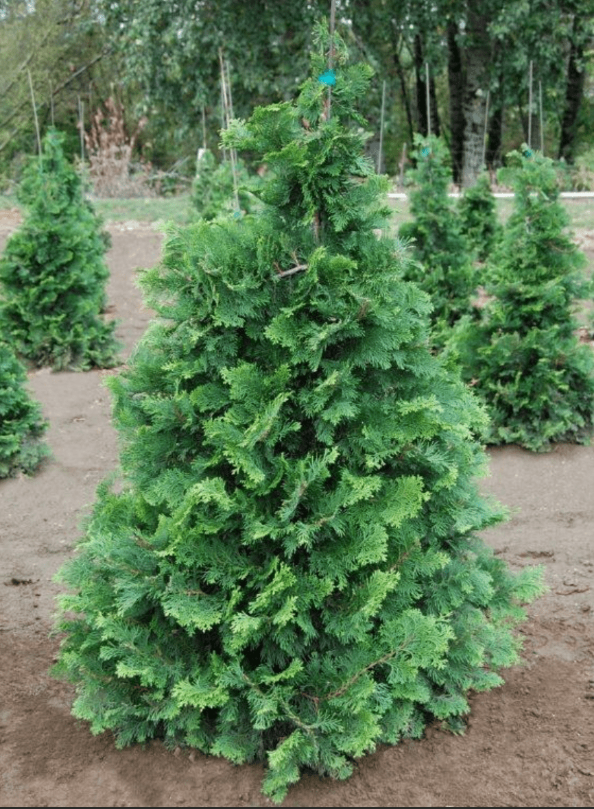 Chamaecyparis Obtusa Hinoki Cypress ‘Gracilis’ (Size: 4-5′)