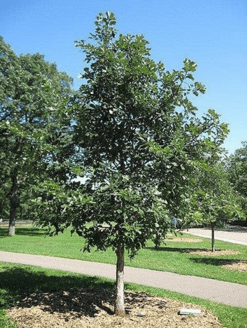 Quercus Bicolor ‘Swamp White Oak’ (Caliper: 3-3.5″)