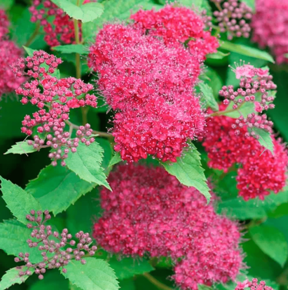 Spiraea Japonica Japanese spirea ‘Double Play Doozie’ (Size: #5)