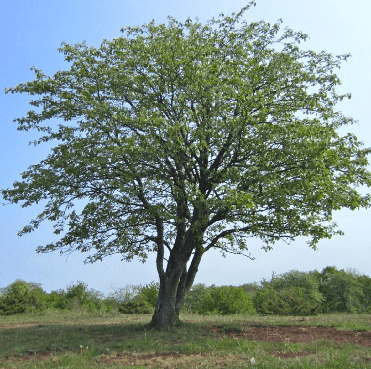 Ulmus Americana American Elm ‘Jefferson’ (Caliper: 3-3.5″)