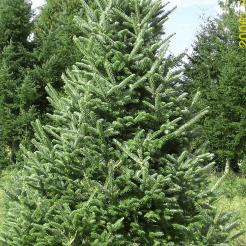 Abies fraseri ‘Fraser Fir’ (Size: 6-7′)