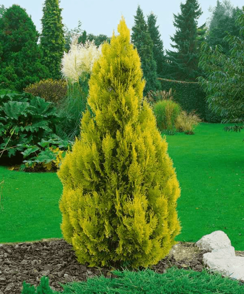 Thuja Occidentalis American Arborvitae ‘Jantar’ (Size: 5-6′)